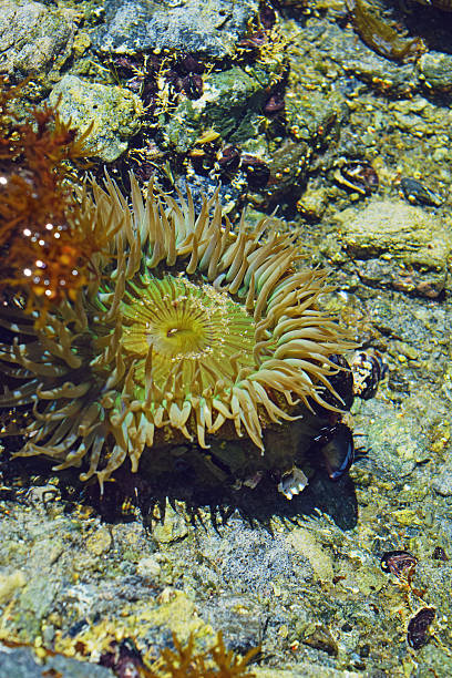 istock Colorful Sea Anemone 468331034