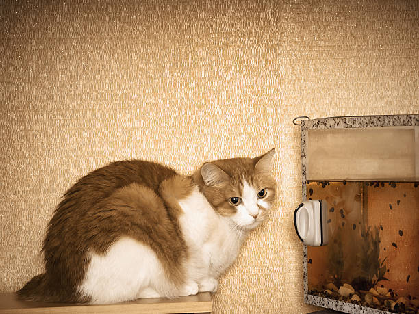 istock Red cat near aquarium at home awaiting wish 468331684