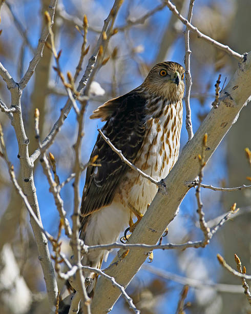 Sharp-shinned Hawk Sharp-shinned Hawk. Taken in Bosque del Apache NWR, Socorro, New Mexico. accipiter striatus stock pictures, royalty-free photos & images