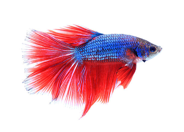 istock siamese fighting fish , betta isolated on white background. 468332490