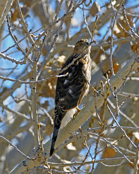 Sharp-shinned Hawk in Tree. Sharp Shinned hawk in tree.Taken in Bosque del Apache NWR, Socorro, New Mexico. accipiter striatus stock pictures, royalty-free photos & images