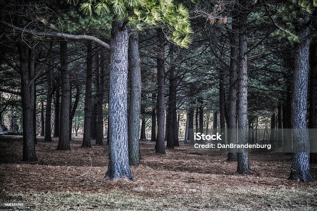 Pine Forest - Zbiór zdjęć royalty-free (Las)