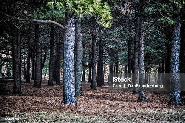 Pine Forest - zdjęcia stockowe i więcej obrazów Las - Las, Stan Kentucky, Bez ludzi