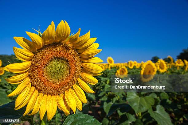 Campo De Sunflowers Foto de stock y más banco de imágenes de Agricultura - Agricultura, Aire libre, Amarillo - Color