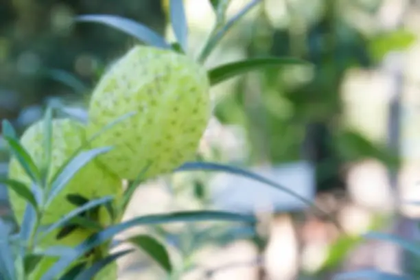 blurry defocused image of  balloonplant for background