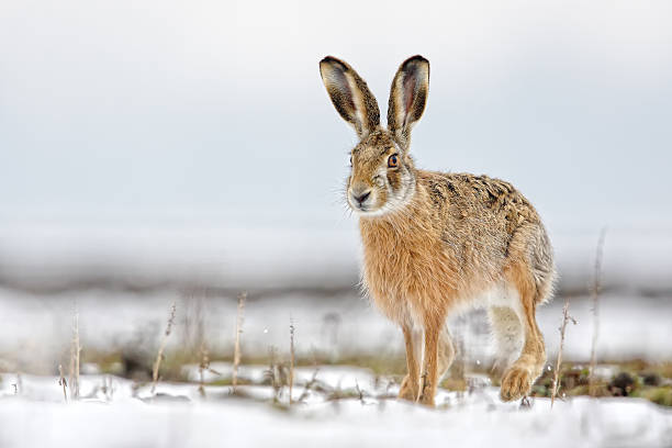 lepre - wild rabbit foto e immagini stock