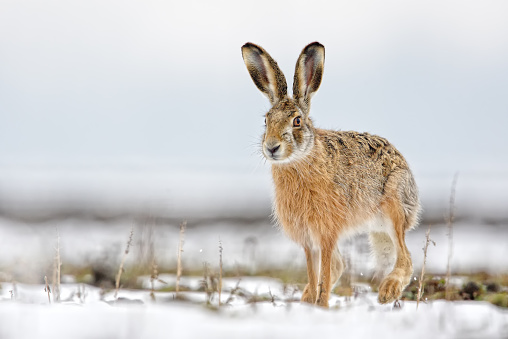 hare in a snowy field