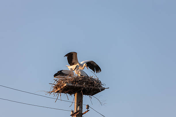 istock White stork in the nest 468335440