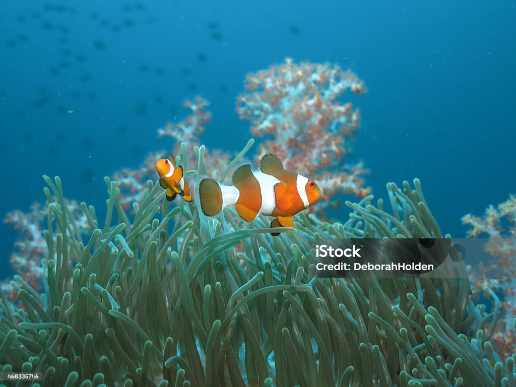 Pair of clownfish on anemone pair of clownfish on anemone with soft coral blurred in the background 2015 Stock Photo