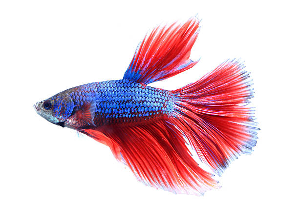 istock siamese fighting fish , betta isolated on white background. 468336640