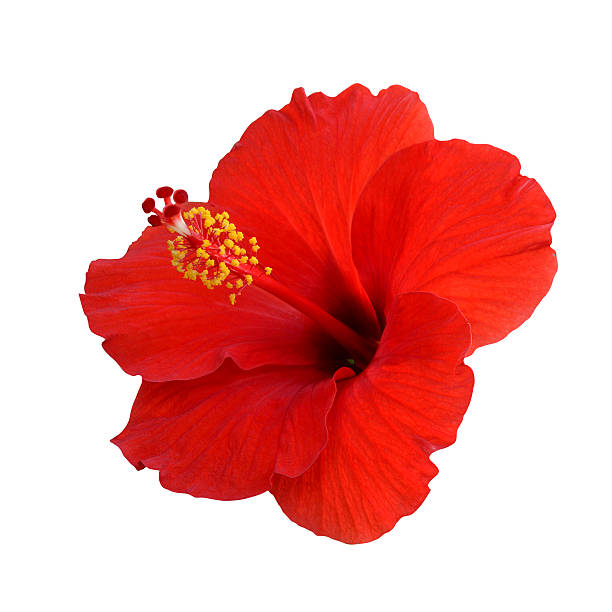 istock Red hibiscus on a white background 468337677