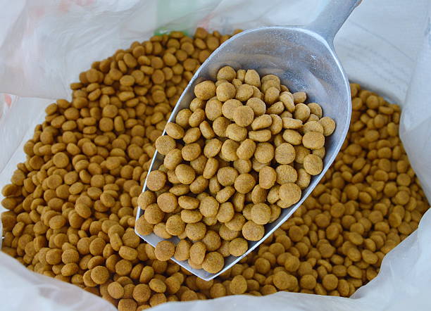 istock dog food on the scoop 468337910