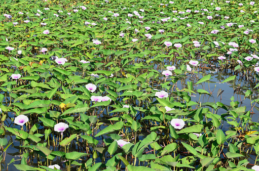 A water morning-glory pond in the full bloom