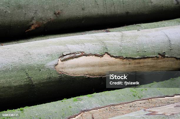 Stämme Stockfoto und mehr Bilder von Baum - Baum, Baumrinde, Buche
