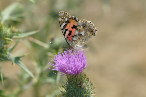 A thistle visit of a butterfly.