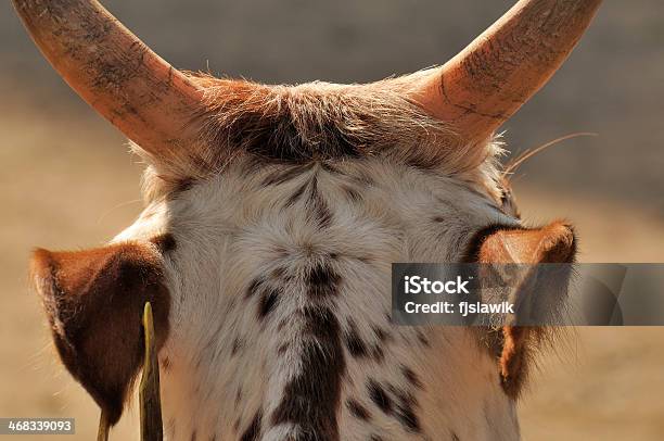 Thuy Rücksicht Stockfoto und mehr Bilder von Hausrind - Hausrind, Kuh, Stirn