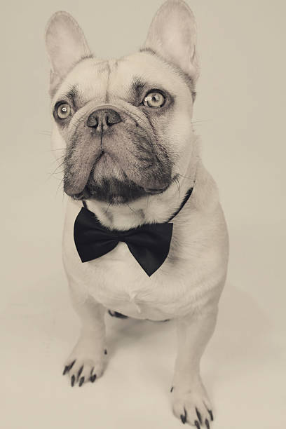 istock elegant french bulldog 468340916