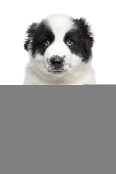 istock Central asian shepherd puppy 468340923