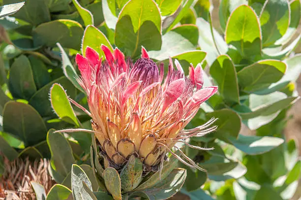 Protea eximia, the broad-leaf sugarbush or duchess protea growing next to the Swartberg pass in South Africa