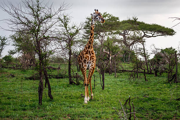 480+ Giraffe Food Chain Stock Photos, Pictures & Royalty Biology Diagrams