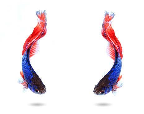 couple siamese fighting fish , betta isolated on white background.