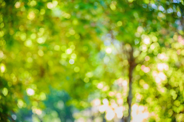 istock Blurred trees with bokeh in park background 468341584