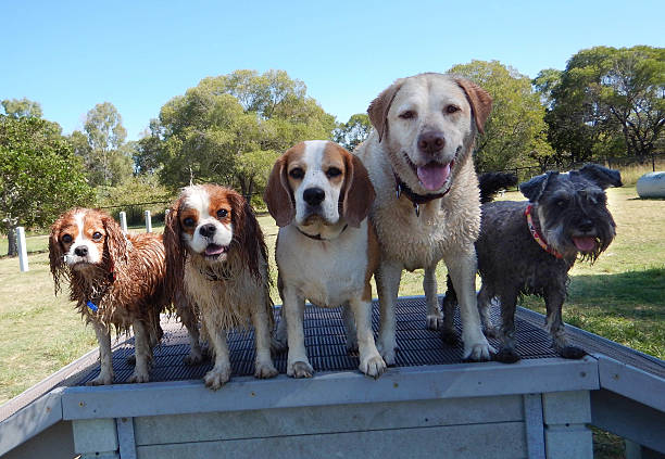 Five cute dogs lined up in a row Five cute dogs lined up in a row all looking towards the camers. Som eofthe dogs are wet. They have been playing in a dog park. five animals stock pictures, royalty-free photos & images