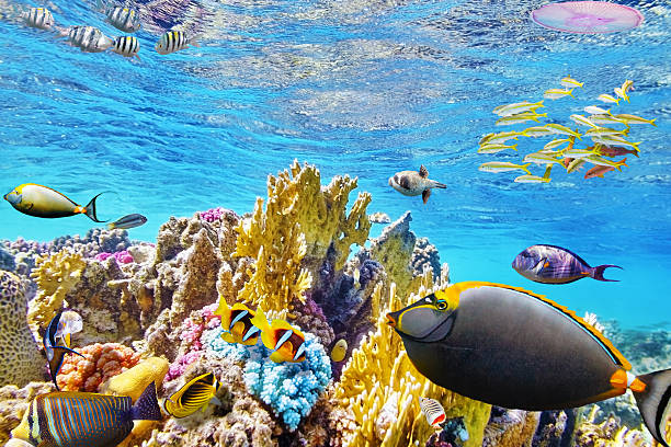 istock Underwater world with corals and tropical fish. 468342814