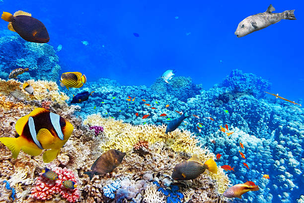 istock Underwater world with corals and tropical fish. 468342816