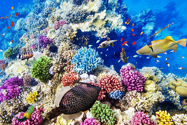 istock Underwater world with corals and tropical fish. 468342826