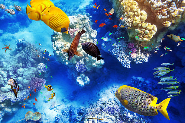 istock Underwater world with corals and tropical fish. 468342834