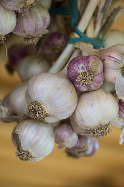 istock Bunch of Garlic 468344335