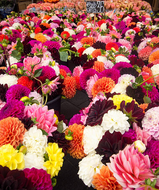 istock Bed of multi colored flowers 468346424