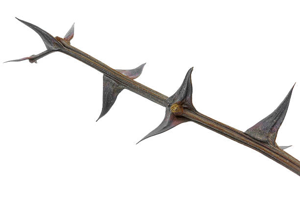 istock Twig with thorns isolated on white background 468346982