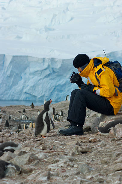 Inquisitive Penguin Inquisitive penguin chick staring at a young woman filming in Antarctica gentoo penguin photos stock pictures, royalty-free photos & images