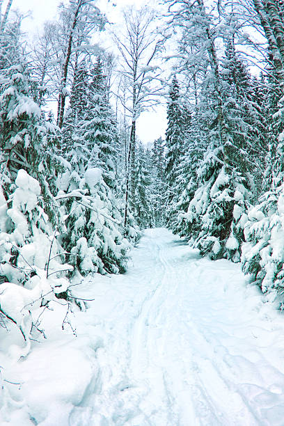 istock beautiful winter scenery, snow-covered spruce forest 468347462