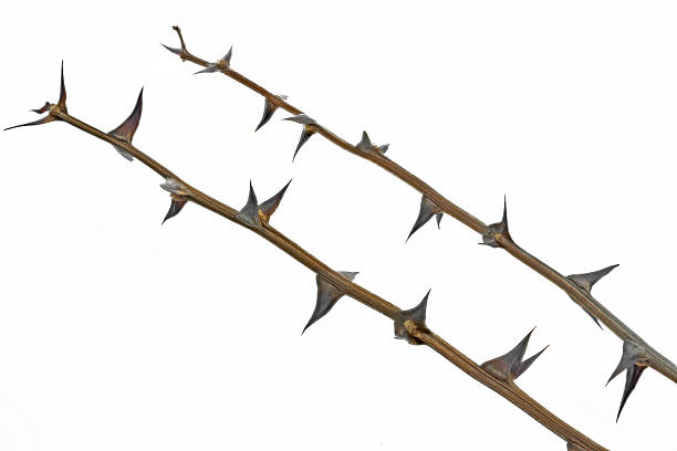 istock Twigs with thorns isolated on white background 468348270
