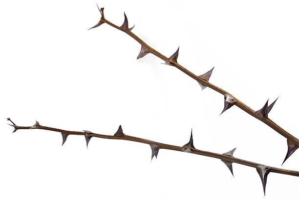 istock Twigs with thorns isolated on white background 468348272