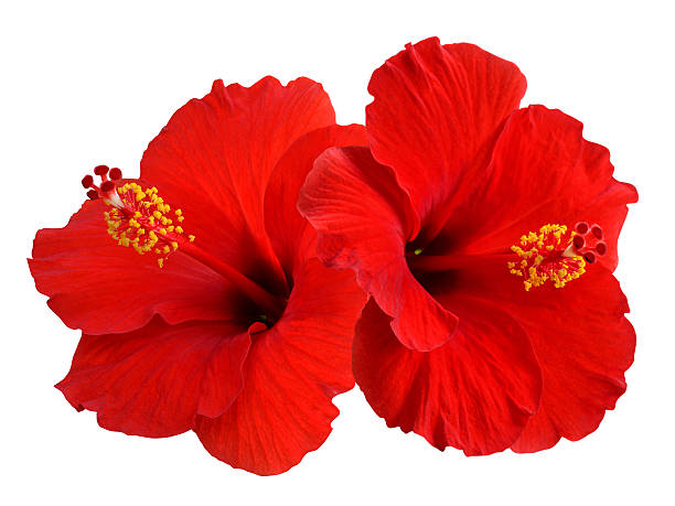 ibisco rosso - hibiscus single flower flower red foto e immagini stock