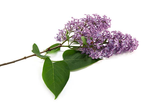 istock branch of lilac 468348456