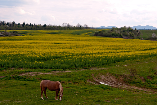 horse and field rapeseed close up