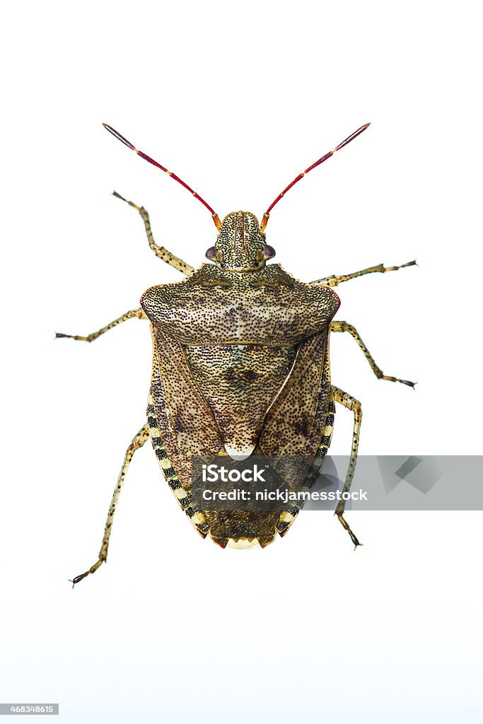 Brown stink bug on white background A brown stink bug photographed live in a field studio against a white background Insect Stock Photo