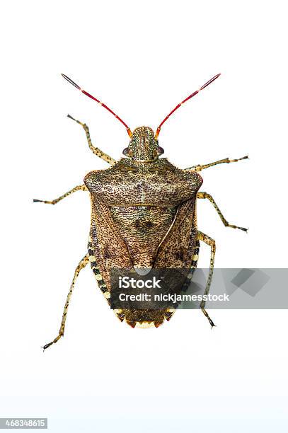 Brown Stink Bug On White Background Stock Photo - Download Image Now - Insect, Introduced Species, No People