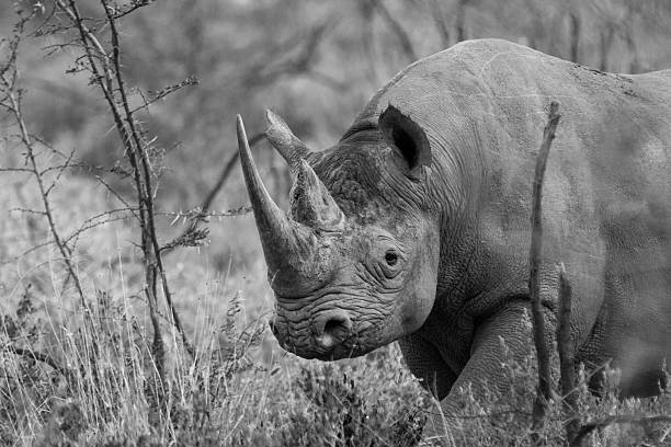 istock Black rhino with large horn 468348661