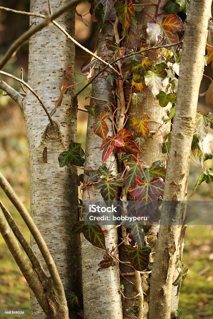 ivy creeping over a birch tree ivy creeping over a birch tree at spring 2015 Stock Photo