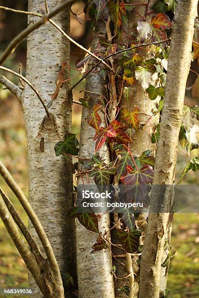 Ivy Creeping Over A Birch Tree Stock Photo - Download Image Now - 2015, Birch Tree, Climbing