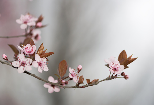 Details of a plum blossoms