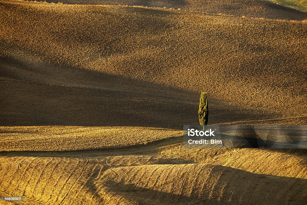 Paesaggio collinare con Cipresso solitario, Toscana, Italia - Foto stock royalty-free di Alba - Crepuscolo