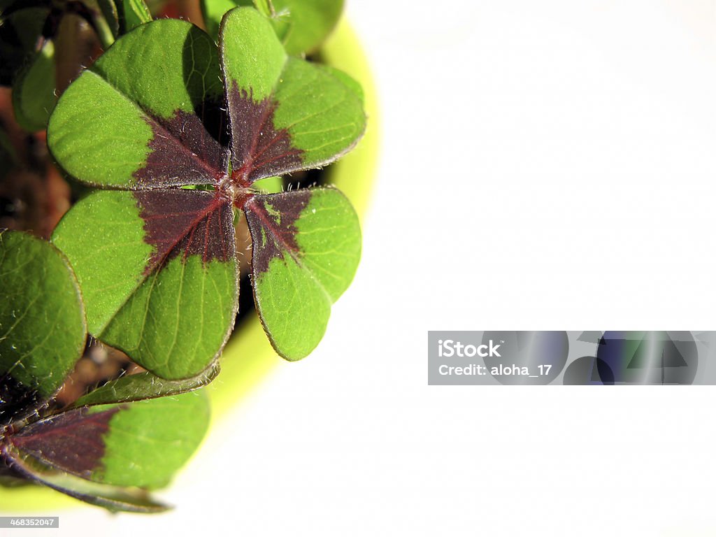 Four leaf clover bringing luck to you Four leaf clovers. They are standing for luck. Space for text. Ideal for St. Patrick's Day greeting cards. Clover Stock Photo
