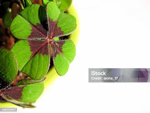 Four Leaf Clover Bringing Luck To You Stock Photo - Download Image Now - Clover, Copy Space, Four Leaf Clover